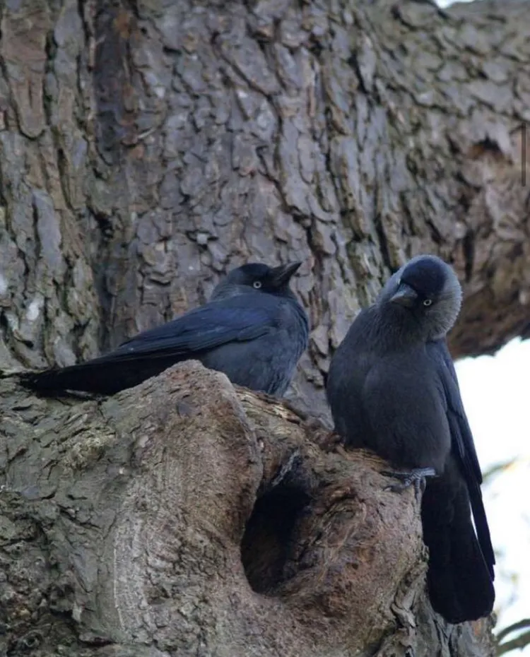 Jackdaws chatting, primary imagery