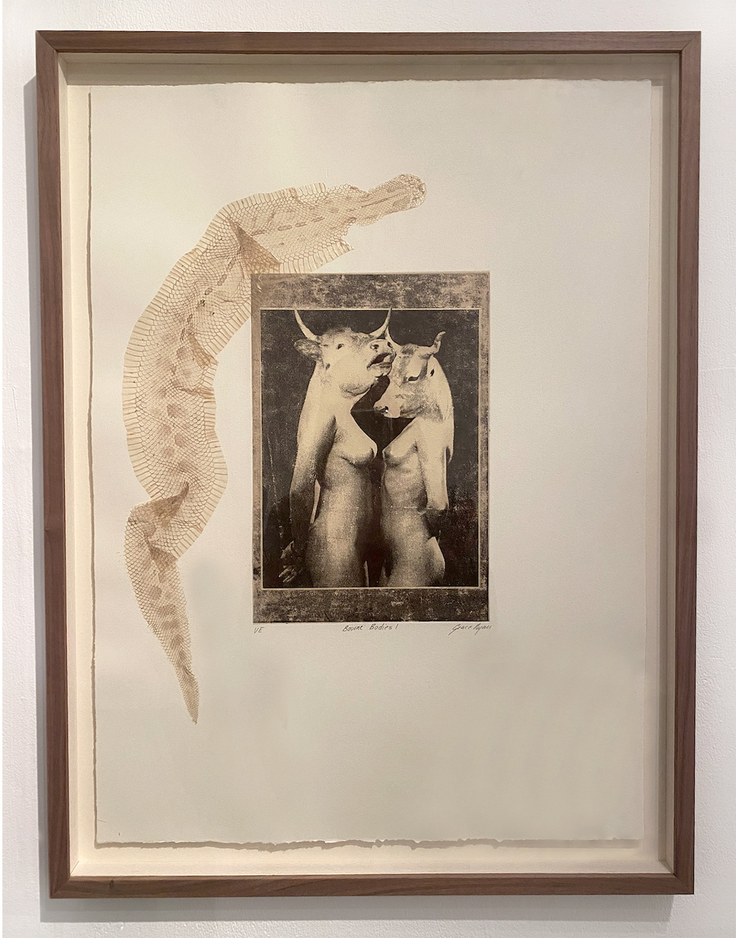 *Bovine Bodies I*, photo etching & chine collé snakeskin, 49 x 66cm
