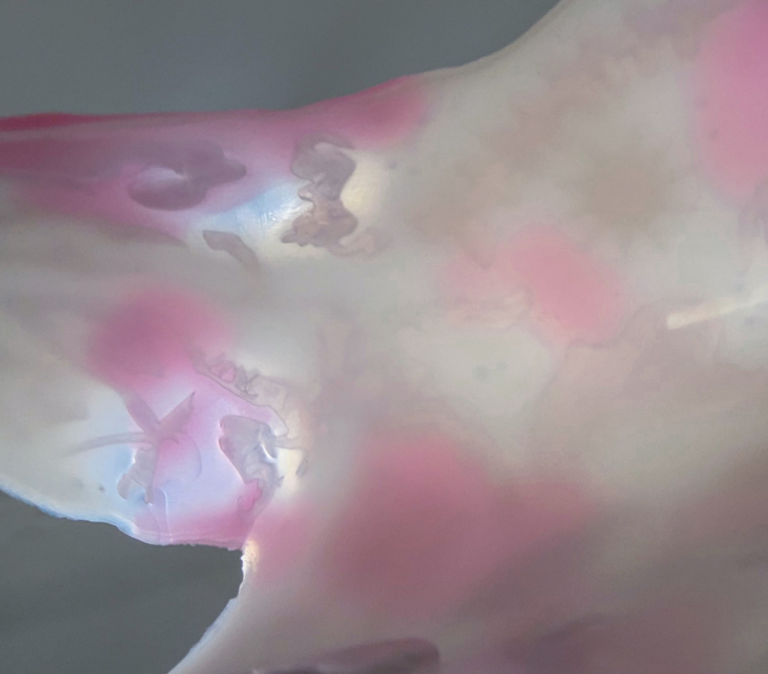 *Sculptural Silicone Prosthetic*, detail
