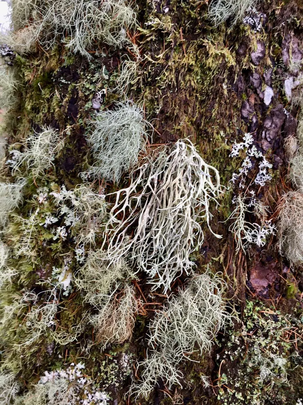 Moss and lichen, Co. Sligo, primary imagery. Inspired by the idea of growth
