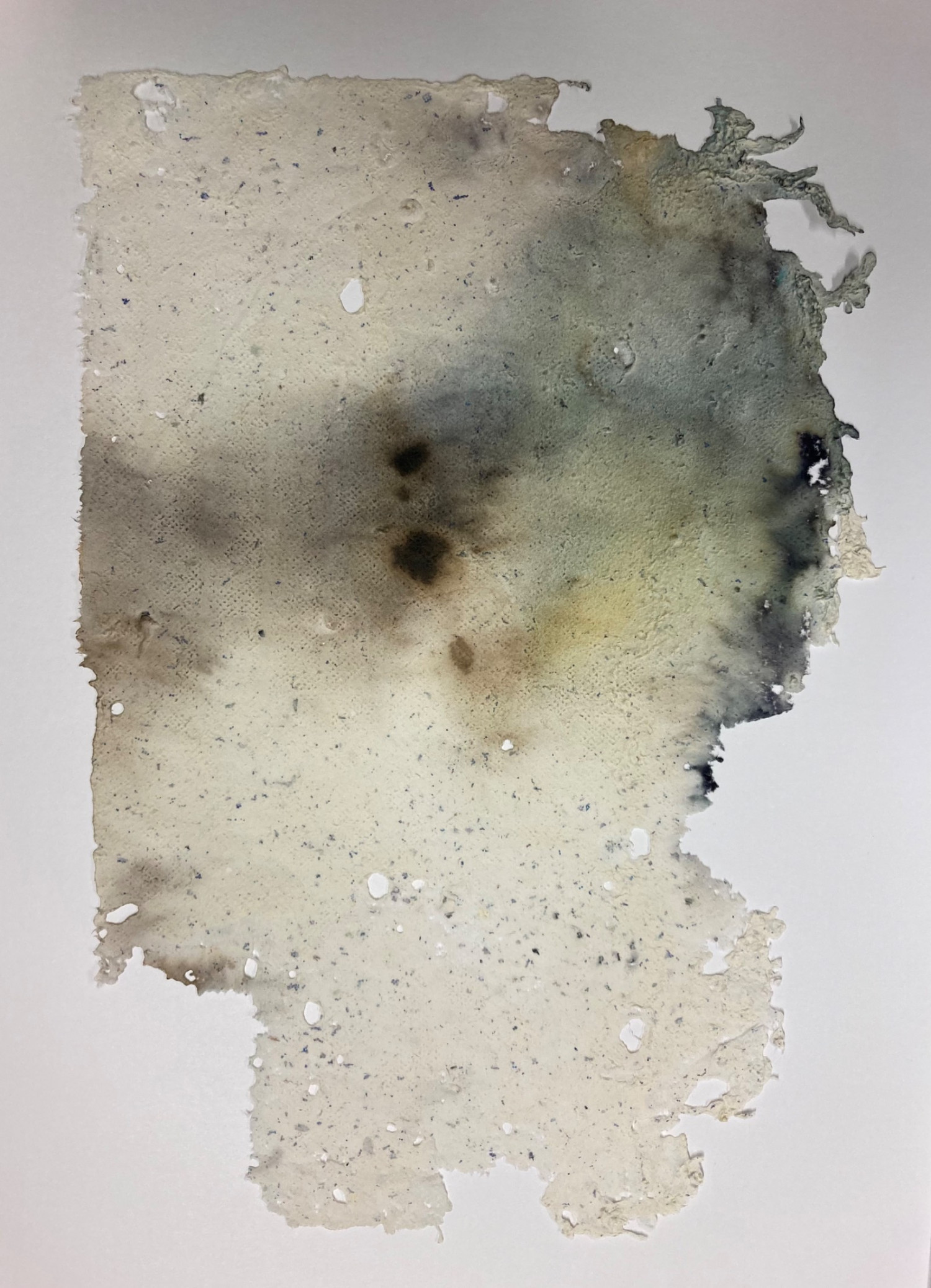 *Find         a mold*, handmade paper using cyanotype and collected fragments of nature,  41 x 58cm