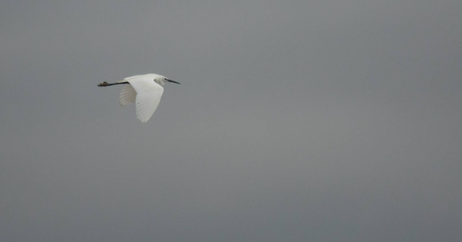 Little egret flying.
