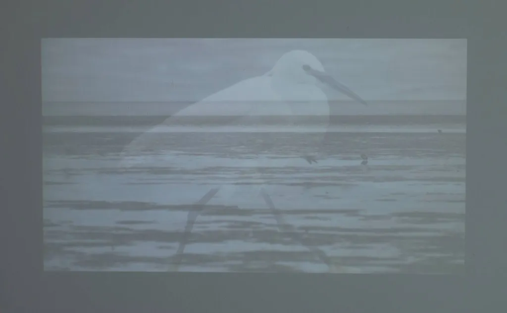 Sandymount Strand, little egret(video image).