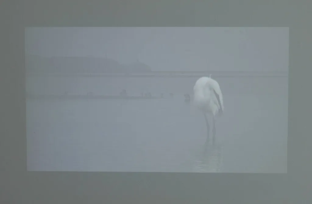 *Sandymount Strand*, little egret (video still no.2)