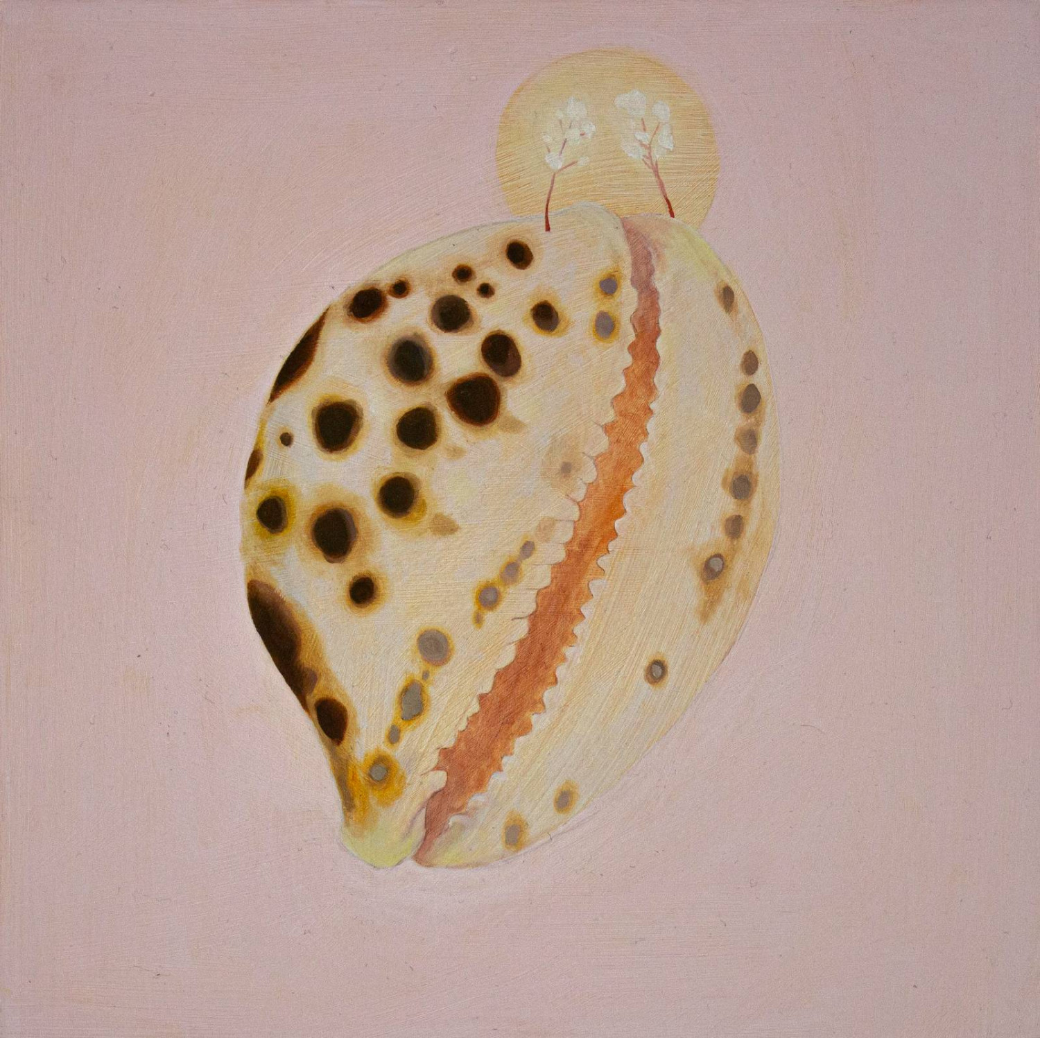 *Cowrie*, oil on wooden canvas, 30 x 30cm